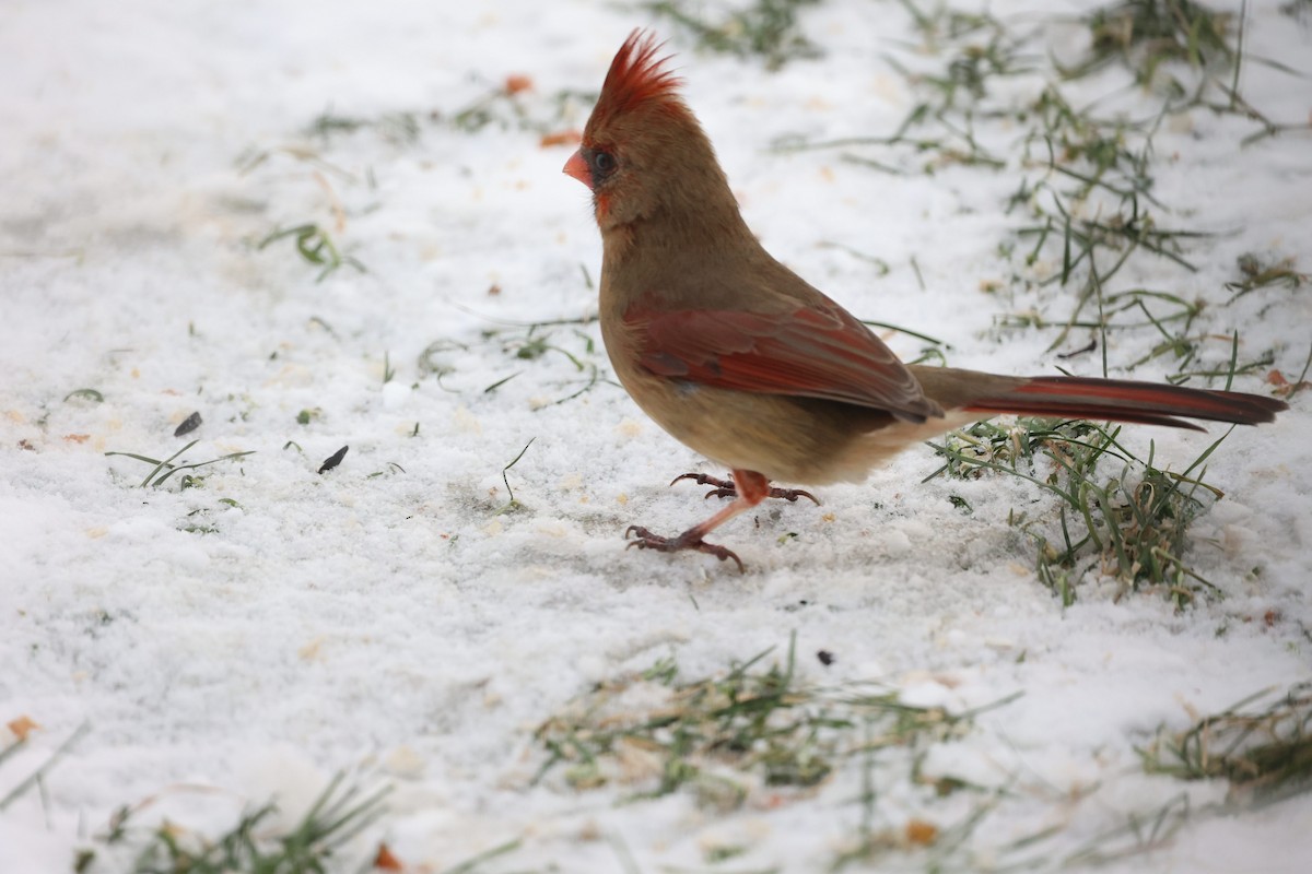 Northern Cardinal - ML646926127