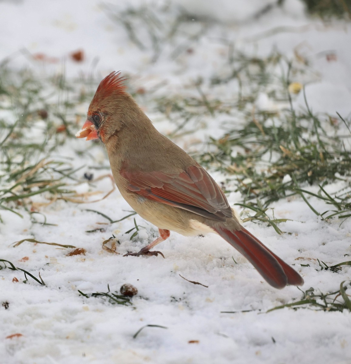 Northern Cardinal - ML646926128