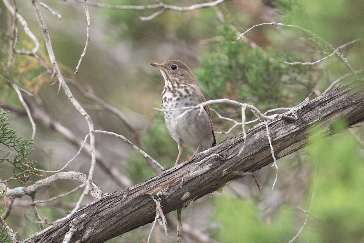 Einsiedler-Musendrossel - ML646926129