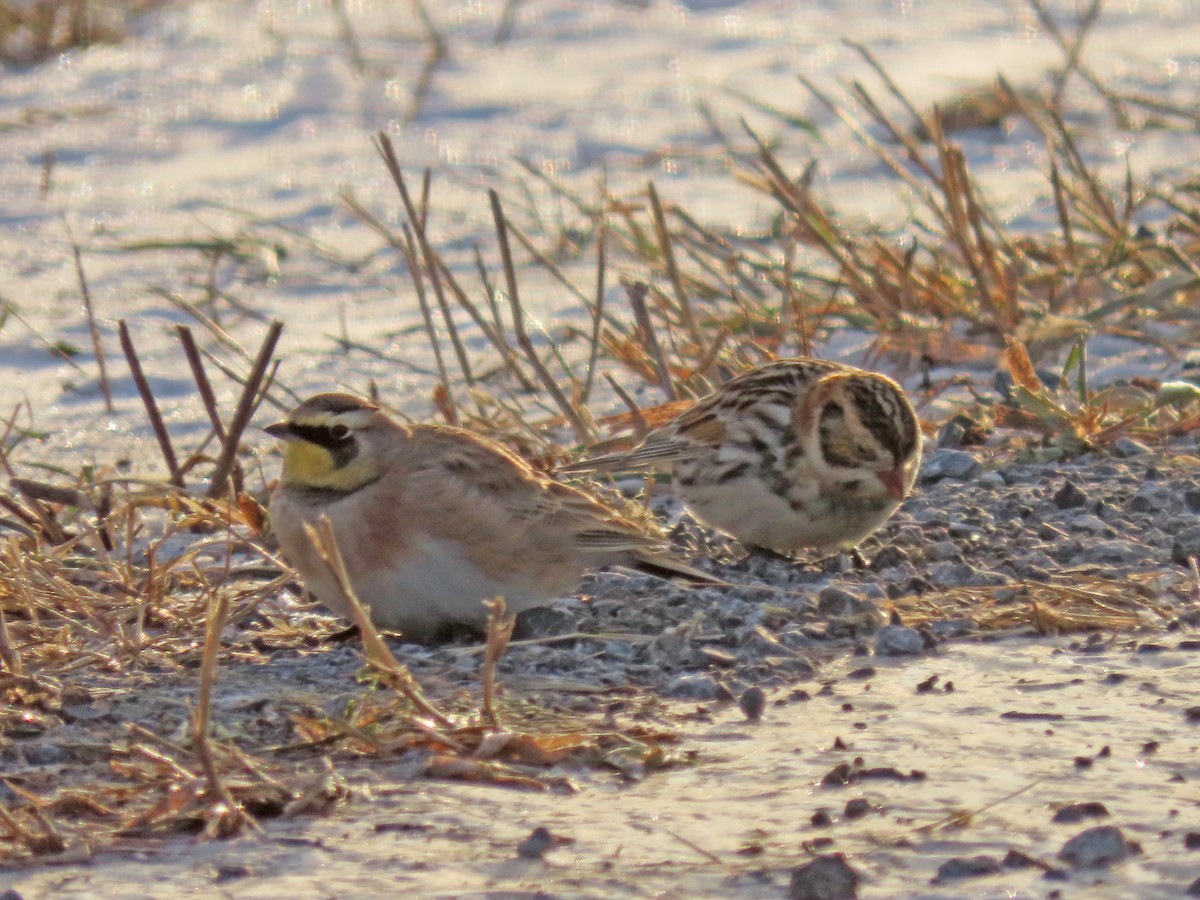 Alondra Cornuda - ML646926133