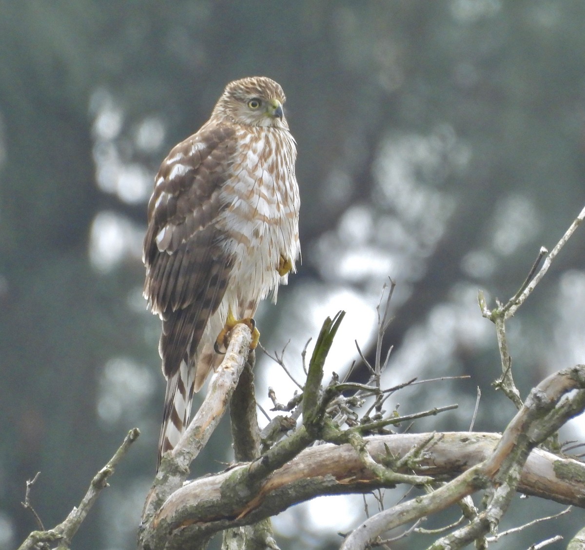 trostehauk - ML646926135