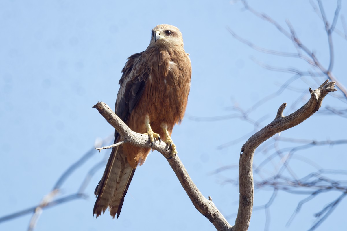 Black Kite - ML646926136
