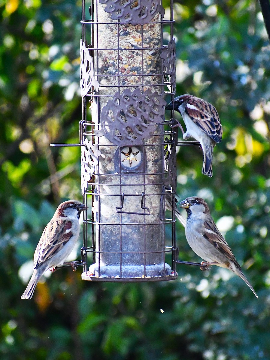 House Sparrow - ML646926137