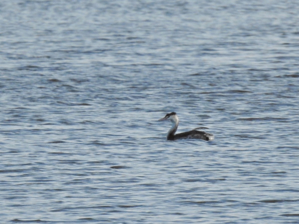 Haubentaucher - ML646926138