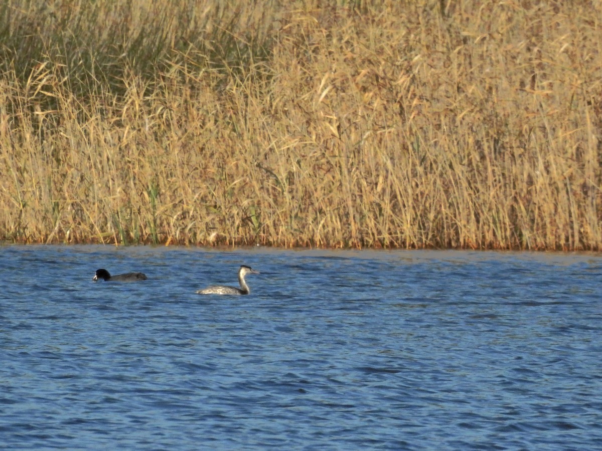 Haubentaucher - ML646926139