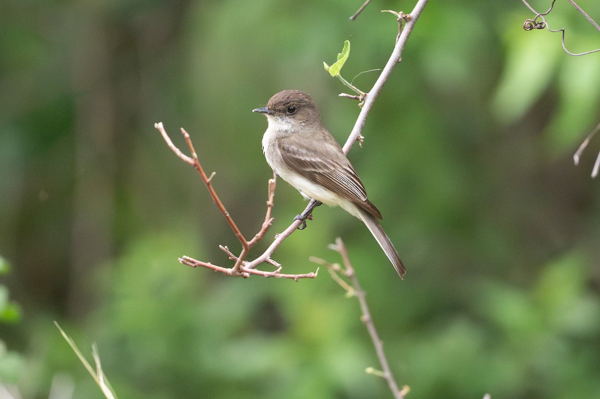 Weißbauch-Phoebetyrann - ML646926140