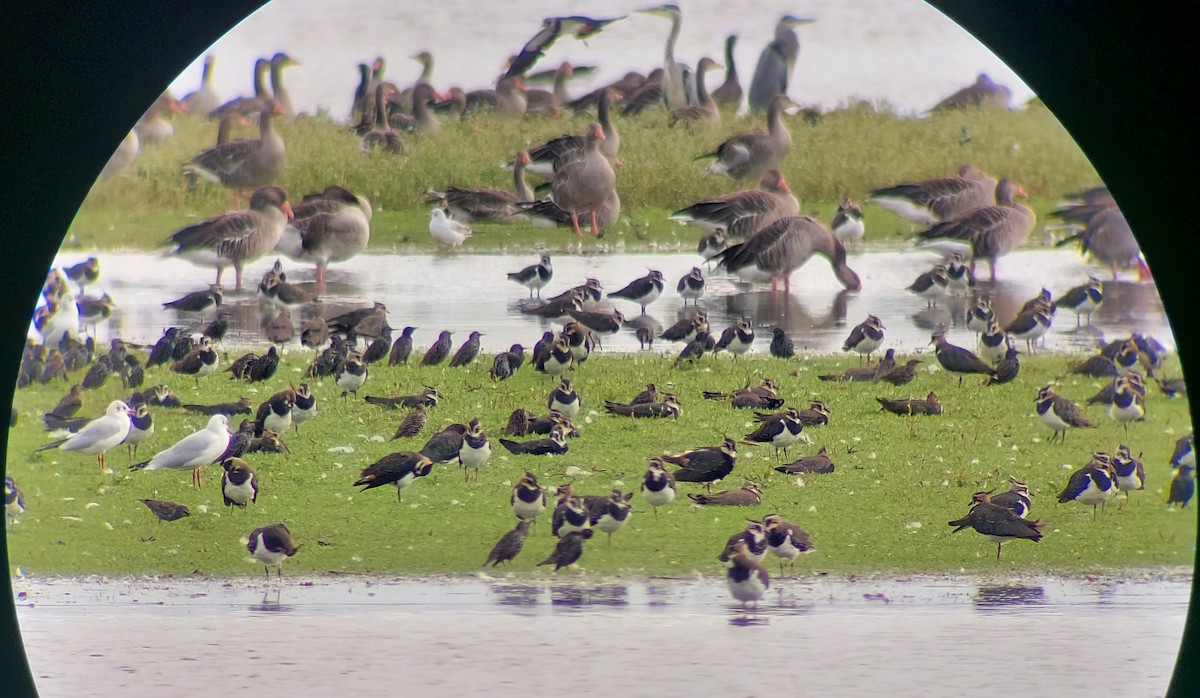 Northern Lapwing - ML646926141