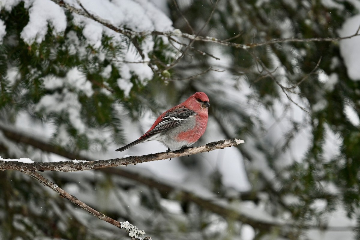 Pinu-gailupa - ML646926142