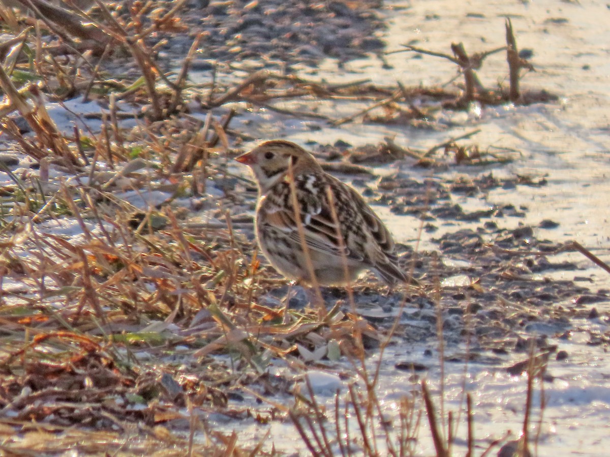 Escribano Lapón - ML646926143