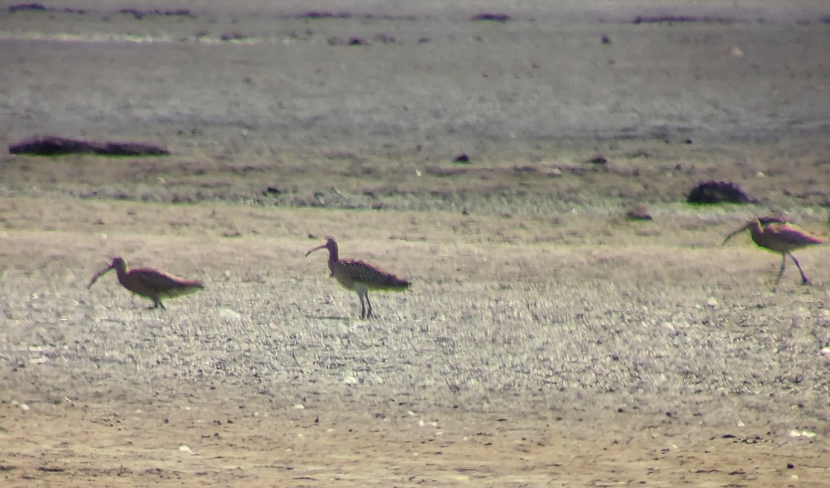 Eurasian Curlew - ML646926144