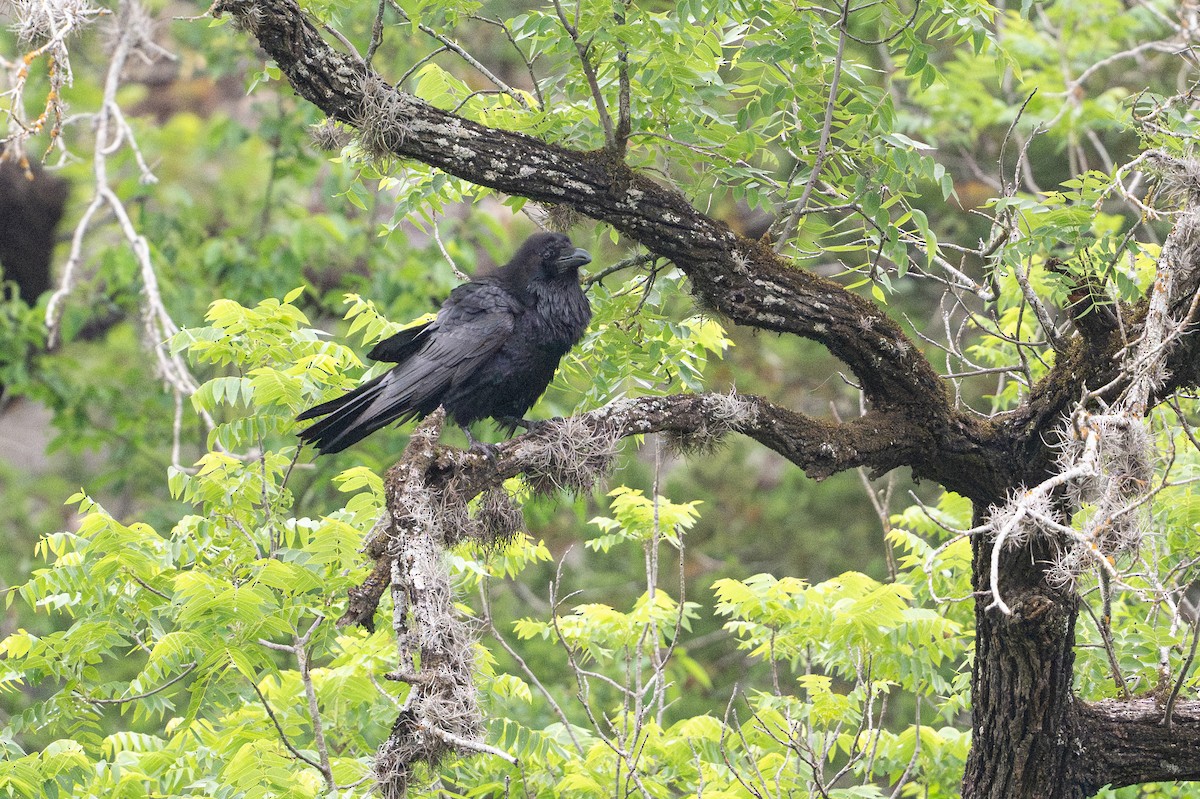 Kolkrabe - ML646926147