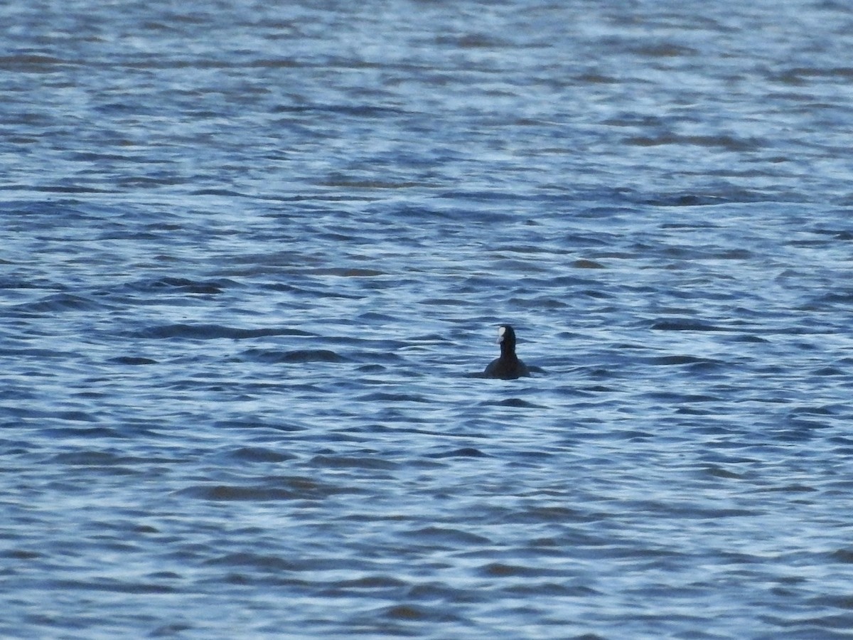 Blässhuhn - ML646926148