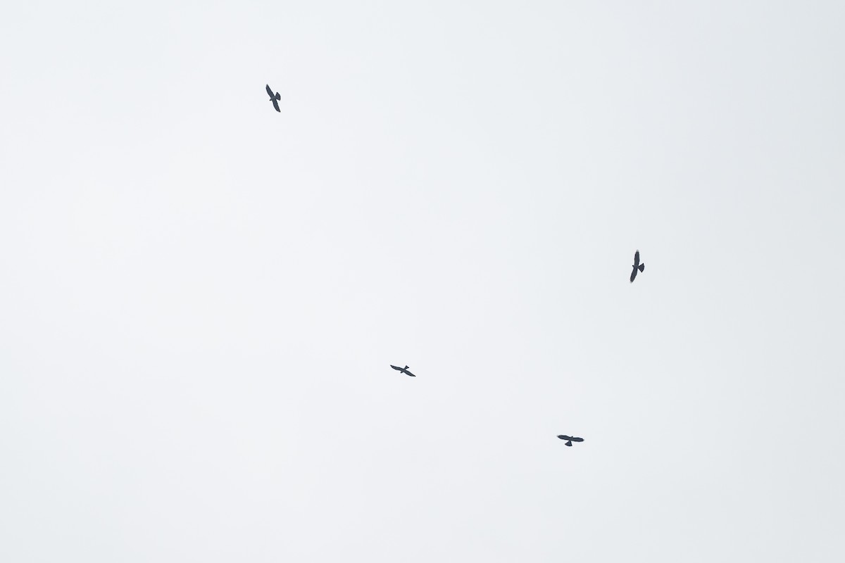 Mississippibussard - ML646926149