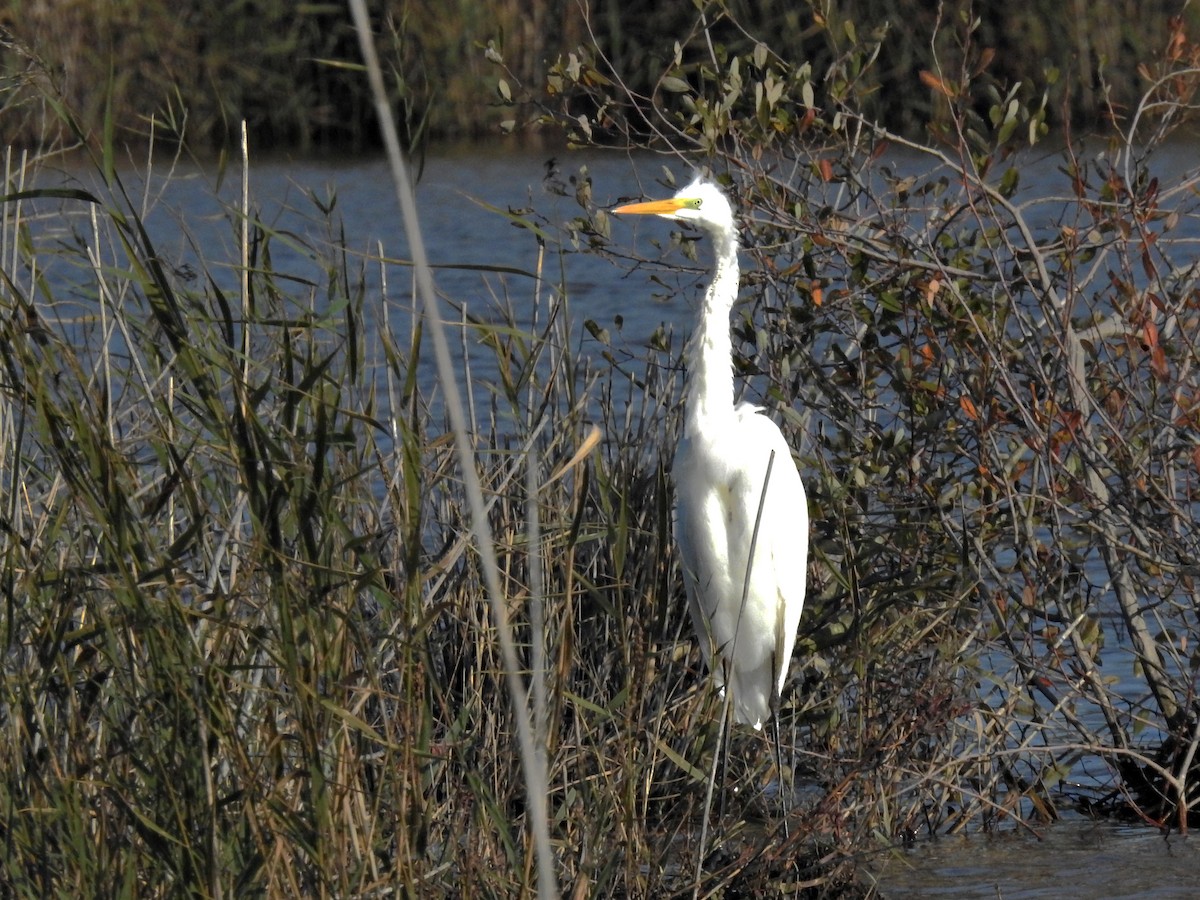 Silberreiher - ML646926153