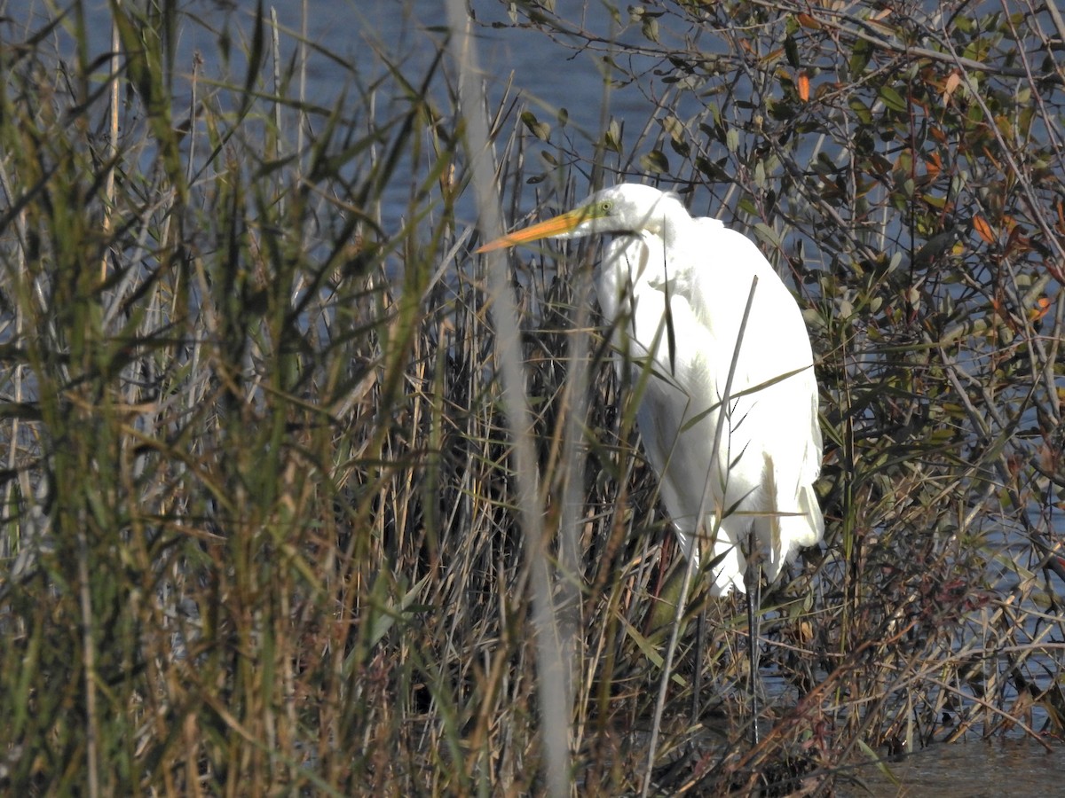 Silberreiher - ML646926155