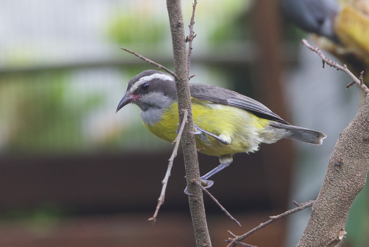 Bananaquit - ML646926161
