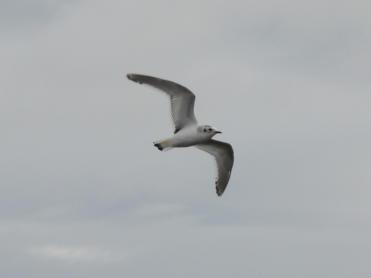 Gaviota Enana - ML646926162