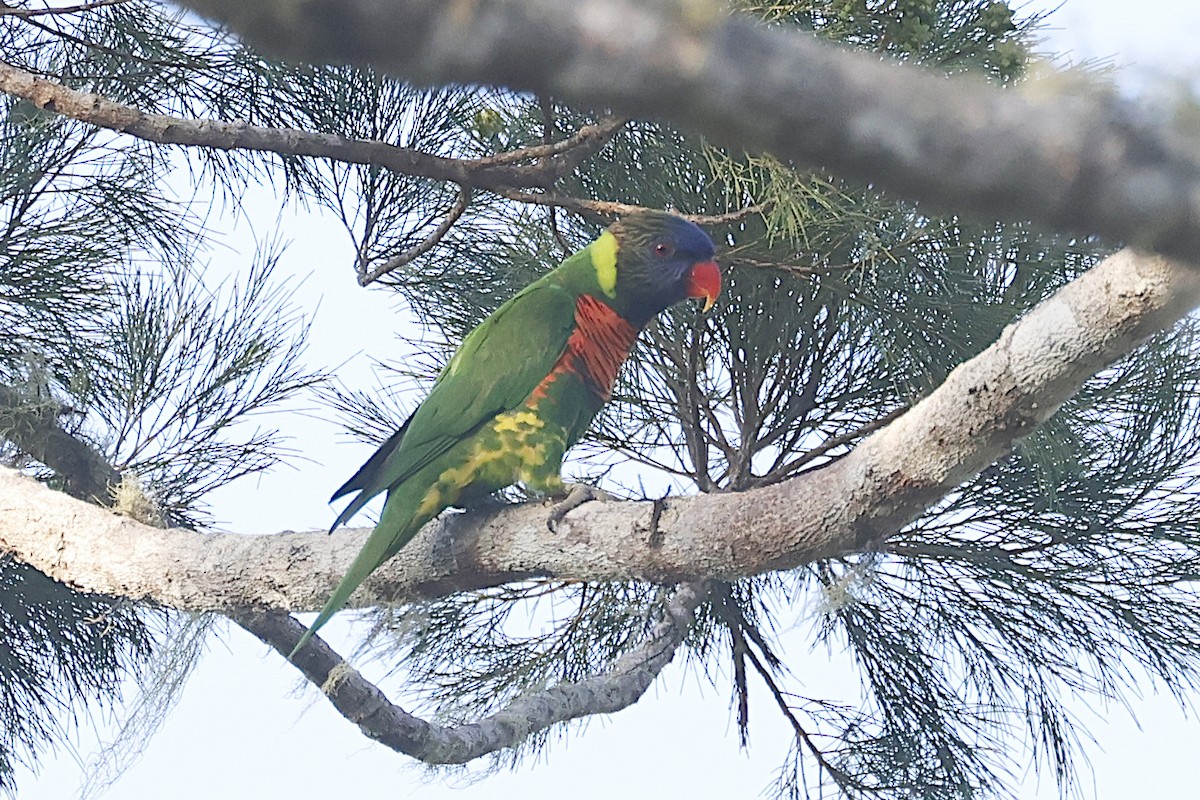 Coconut Lorikeet - ML646926163