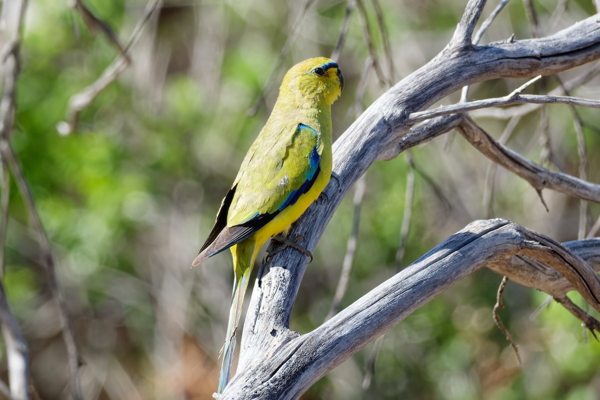 Elegant Parrot - ML646926168