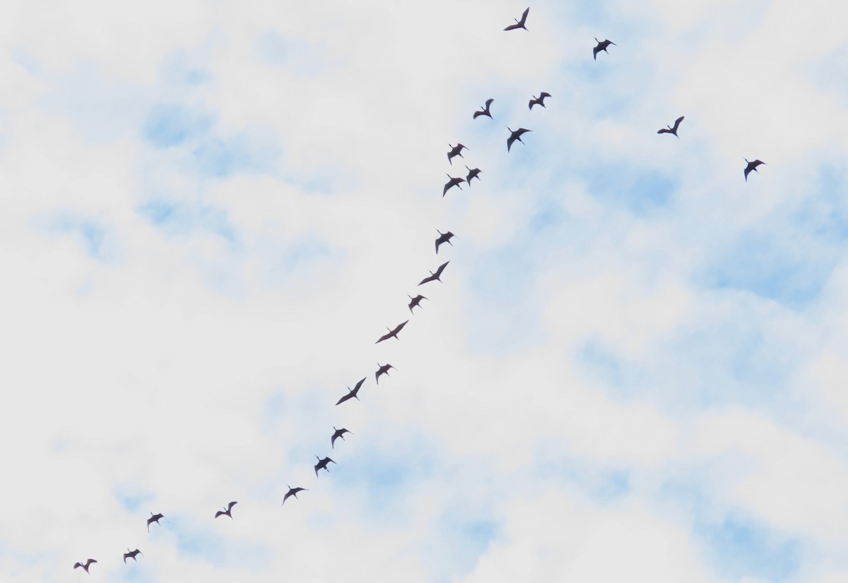 Ibis Afeitado - ML646926169