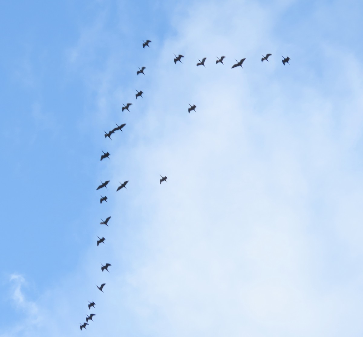 Ibis Afeitado - ML646926170