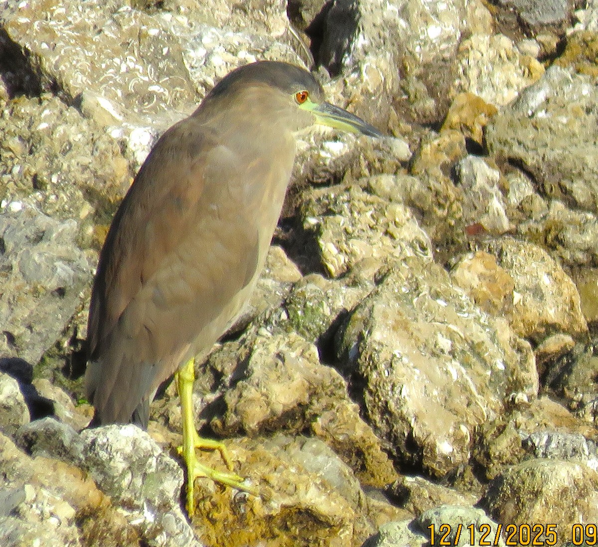 Amiltxori arrunta - ML646926171