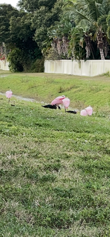 Roseate Spoonbill - ML646926175
