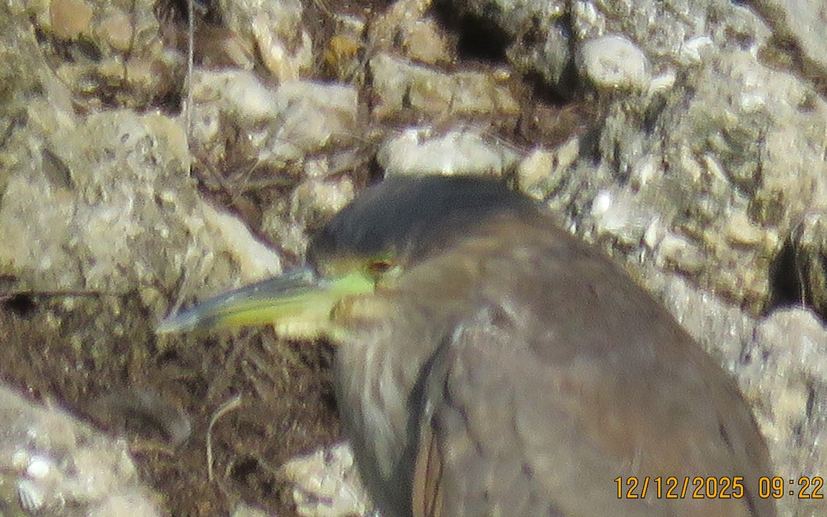 Amiltxori arrunta - ML646926178