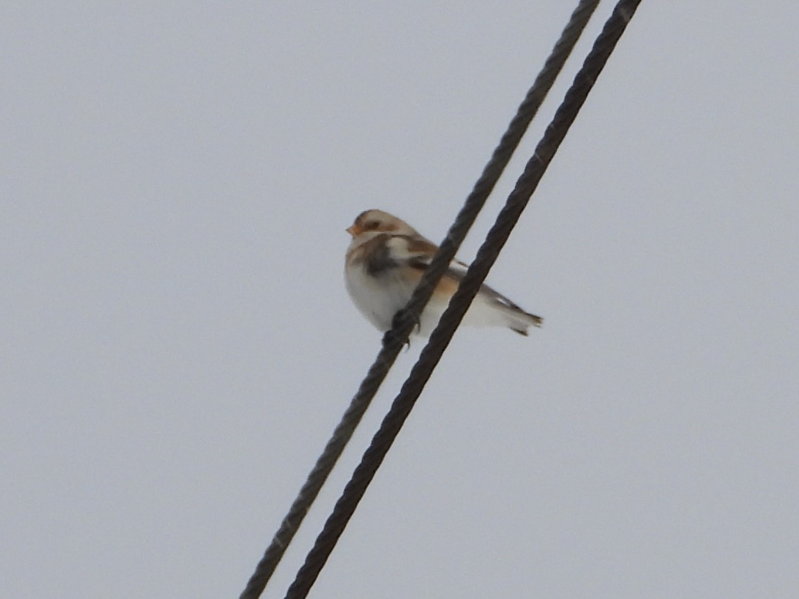 snøspurv - ML646926179