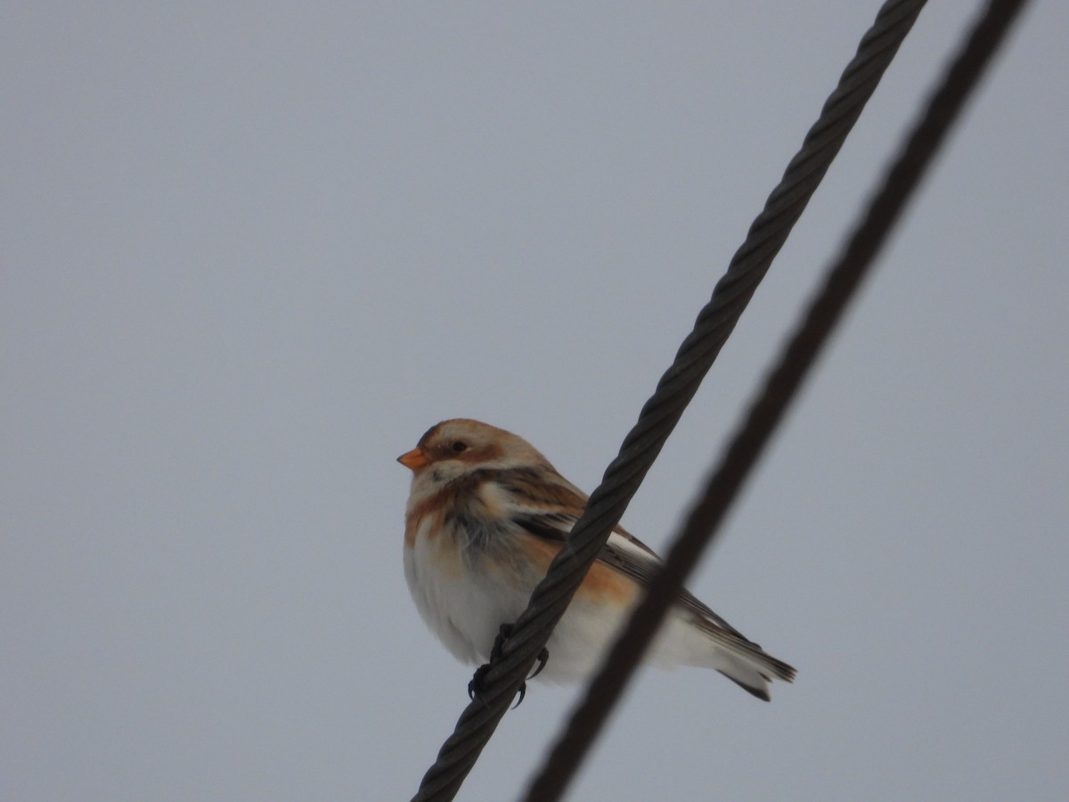 snøspurv - ML646926180