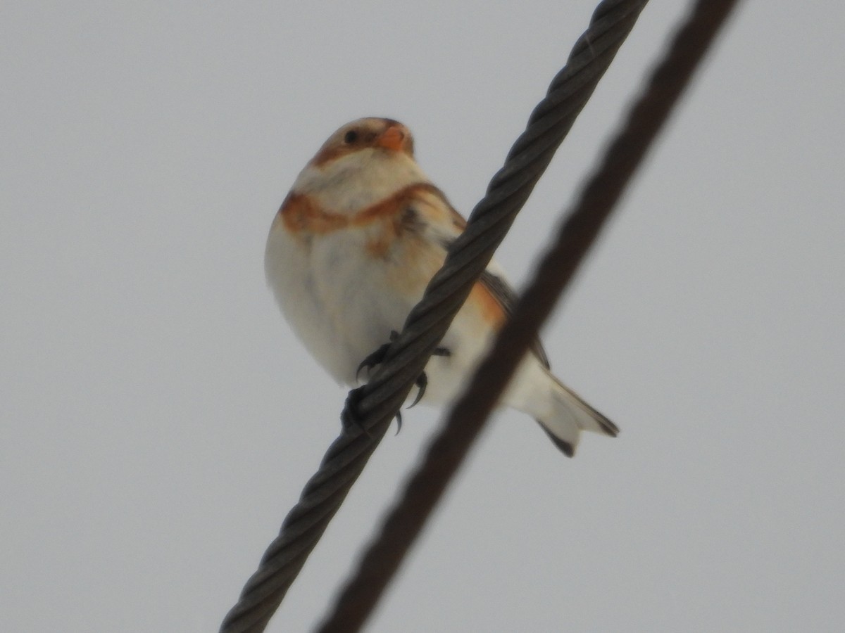 snøspurv - ML646926181