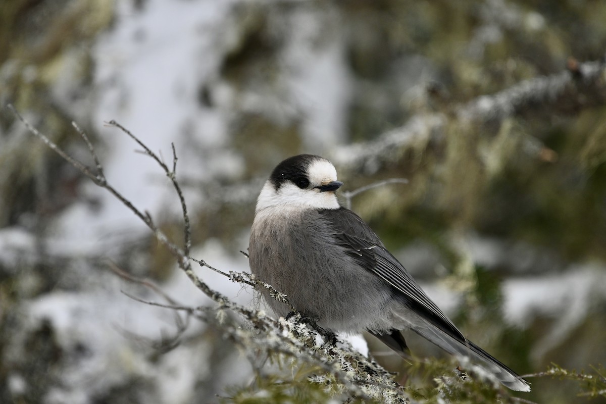 Канадская кукша - ML646926203