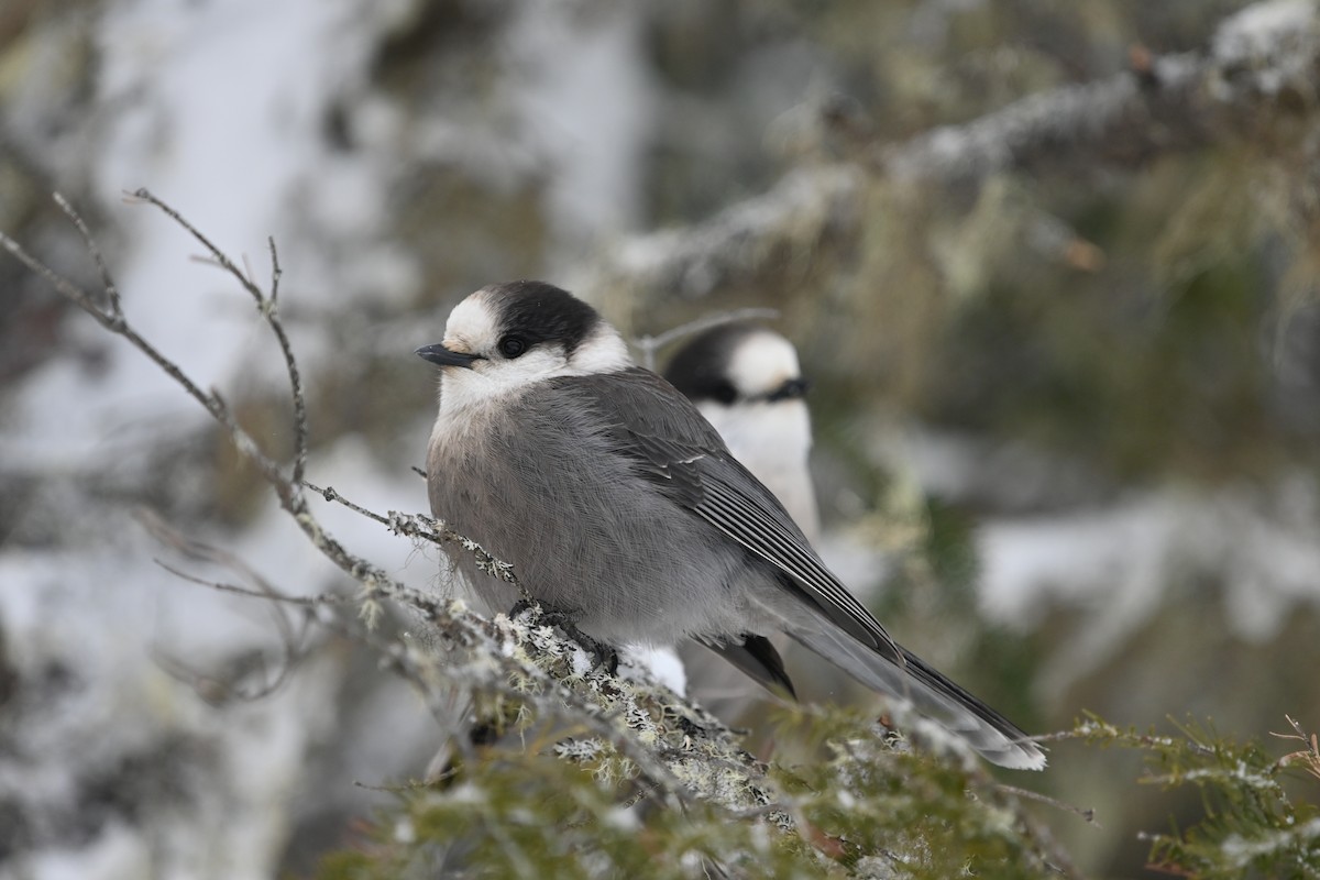 Канадская кукша - ML646926204