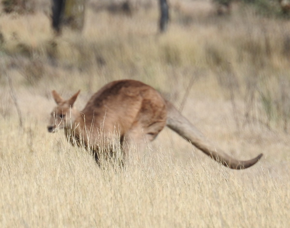 東部灰袋鼠 - ML646926207