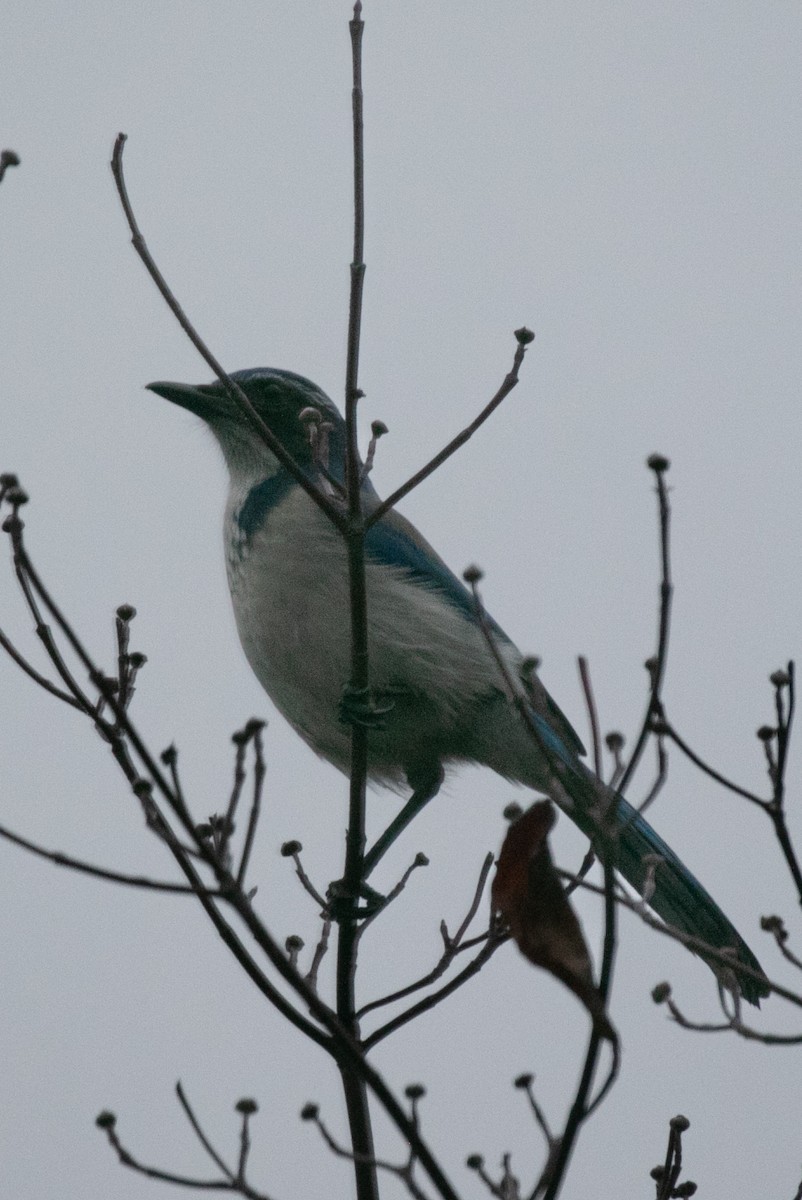 California Scrub-Jay - ML646926208