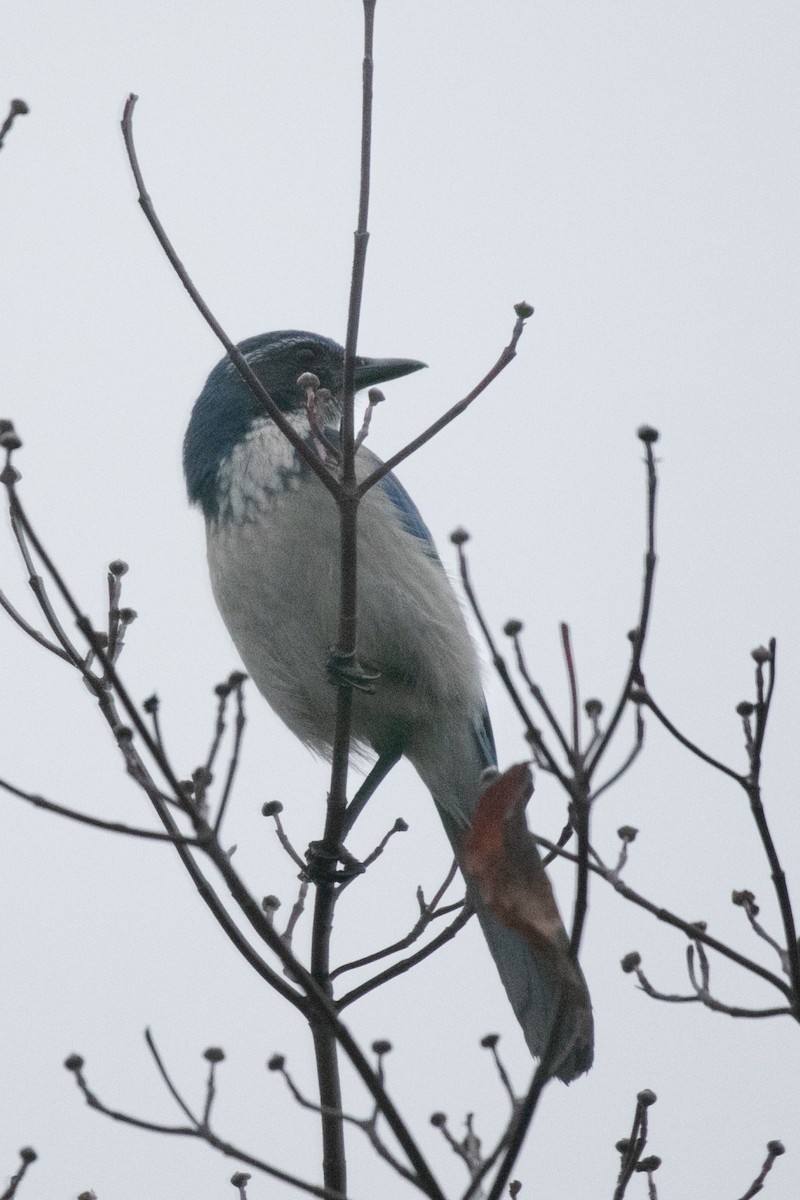 California Scrub-Jay - ML646926209