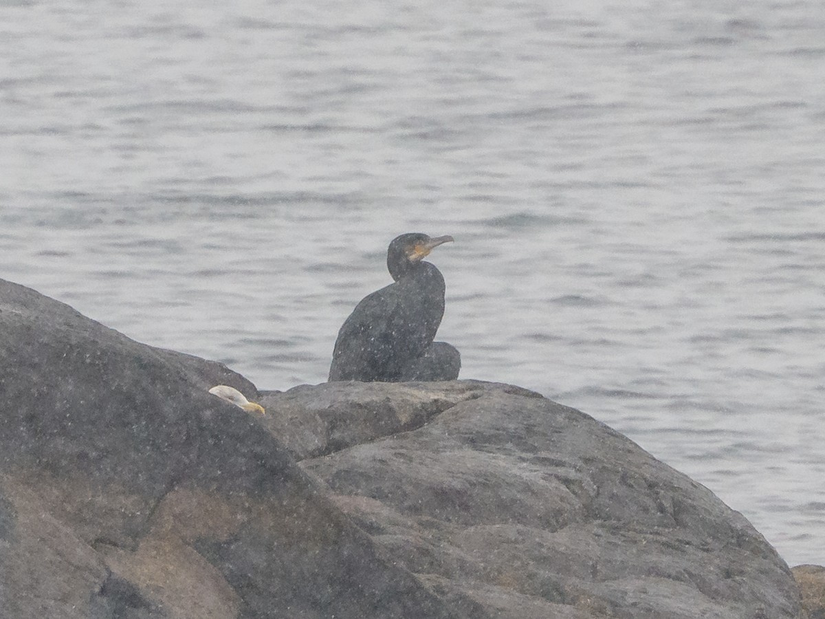 Тураг гогой - ML646926225