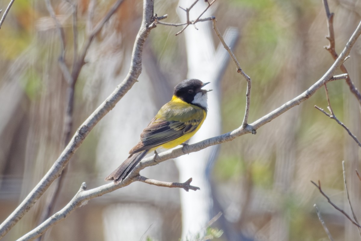 Golden Whistler - ML646926227