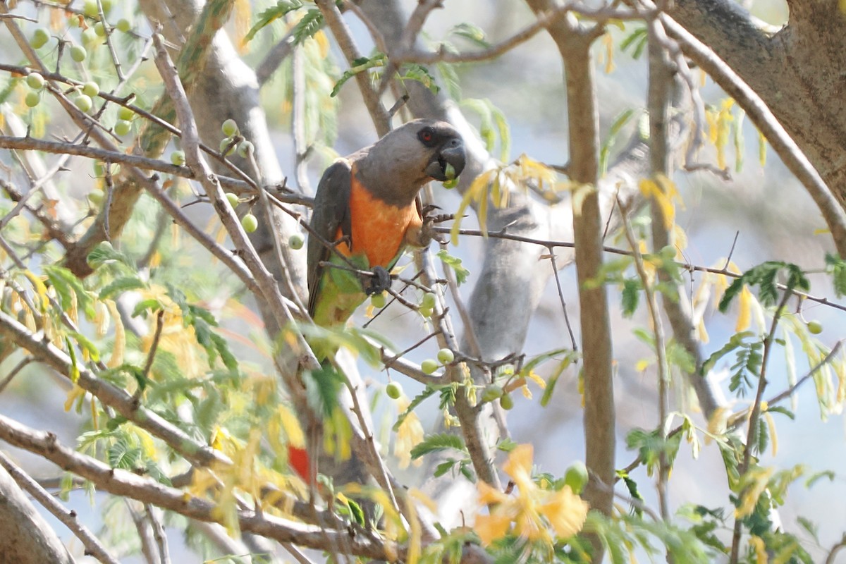 papoušek oranžovoprsý - ML646926233