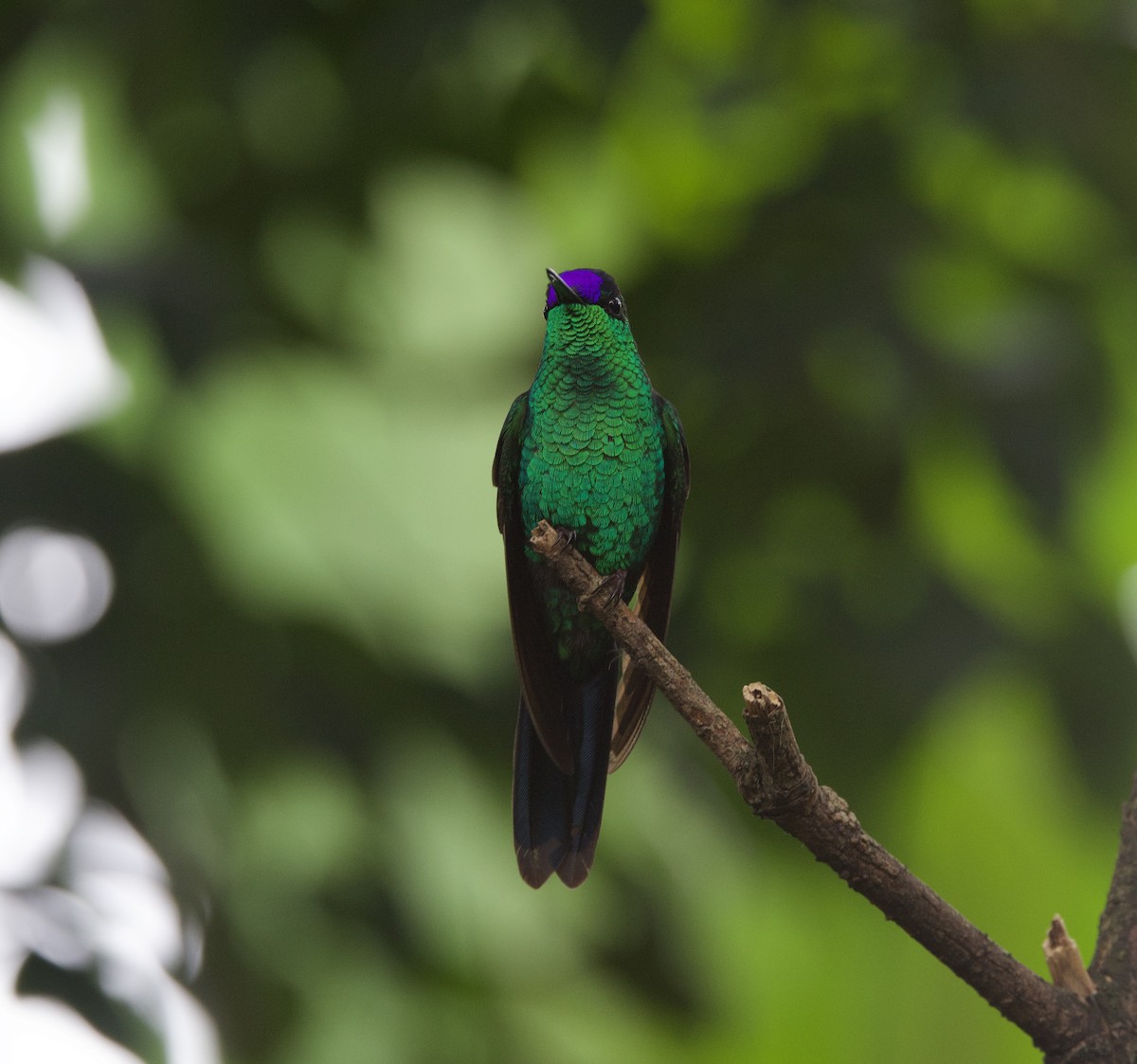 Violet-capped Woodnymph - ML646926235