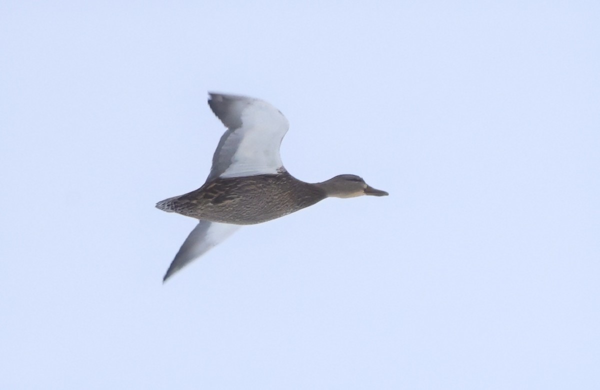 Ahate iluna - ML646926236