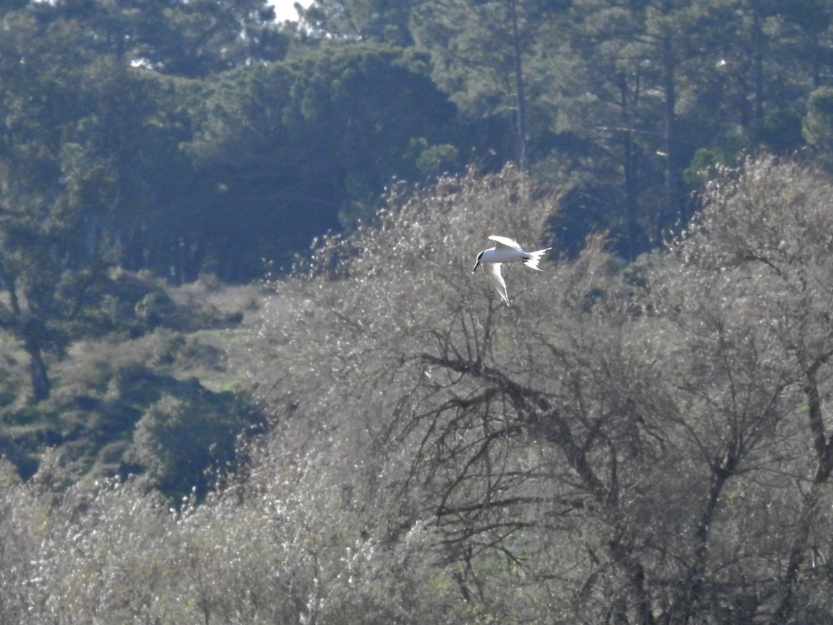 Brandseeschwalbe - ML646926240