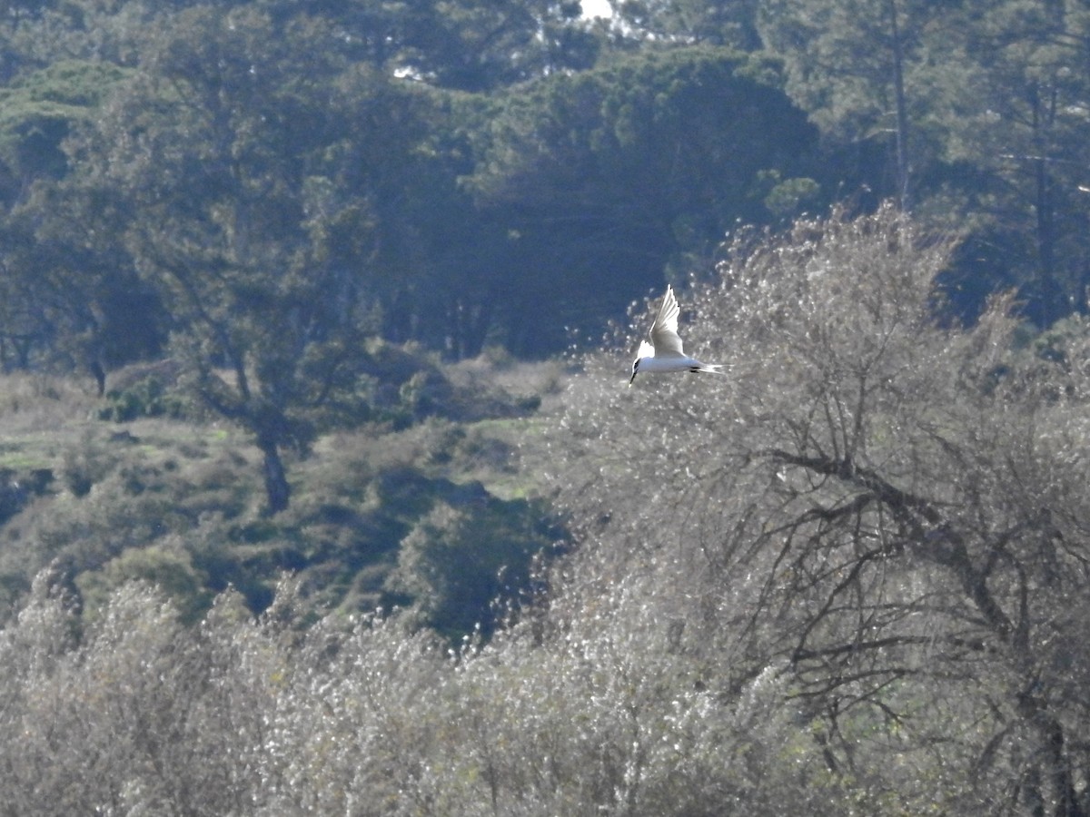 Brandseeschwalbe - ML646926241