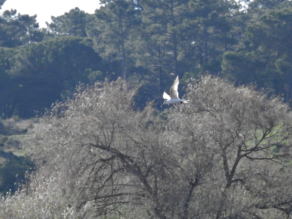 Brandseeschwalbe - ML646926243