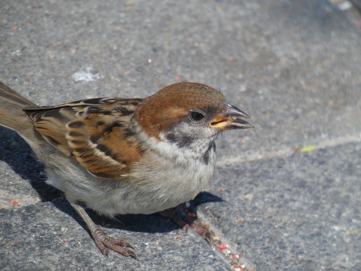 Gorrión Molinero - ML646926245