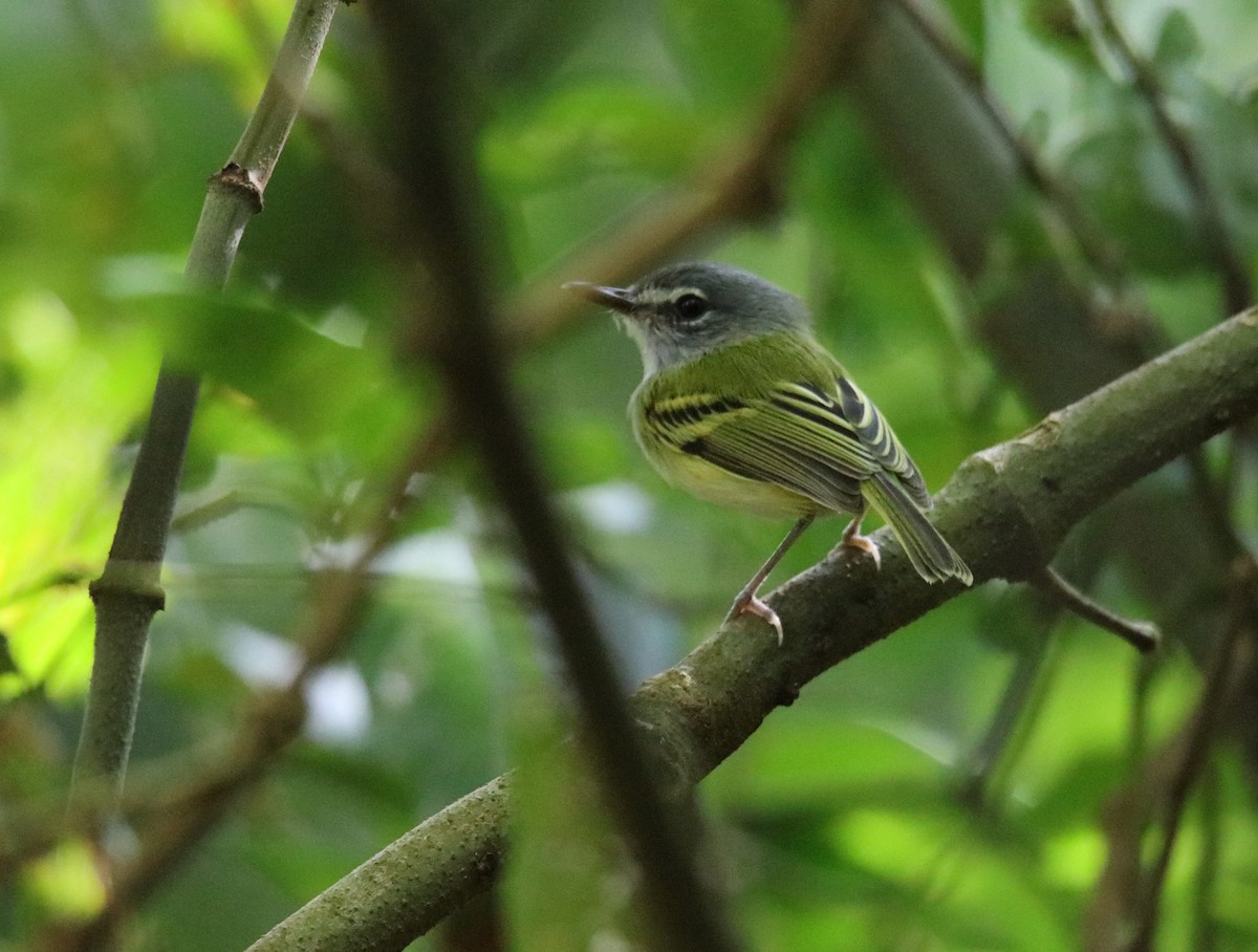 Slate-headed Tody-Flycatcher - ML646926246