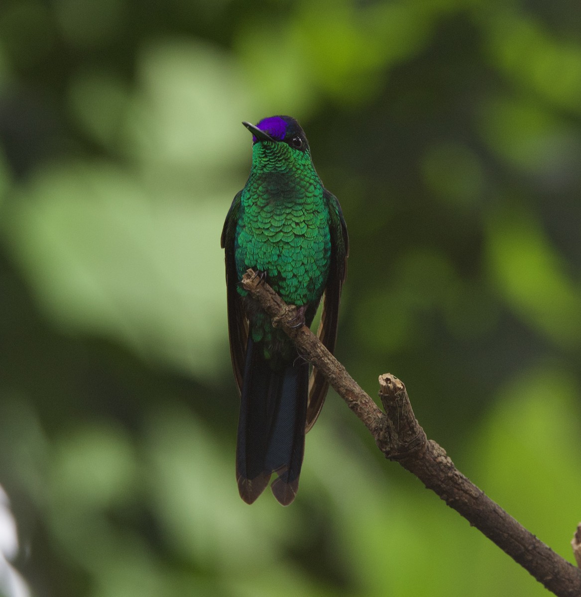 Violet-capped Woodnymph - ML646926247