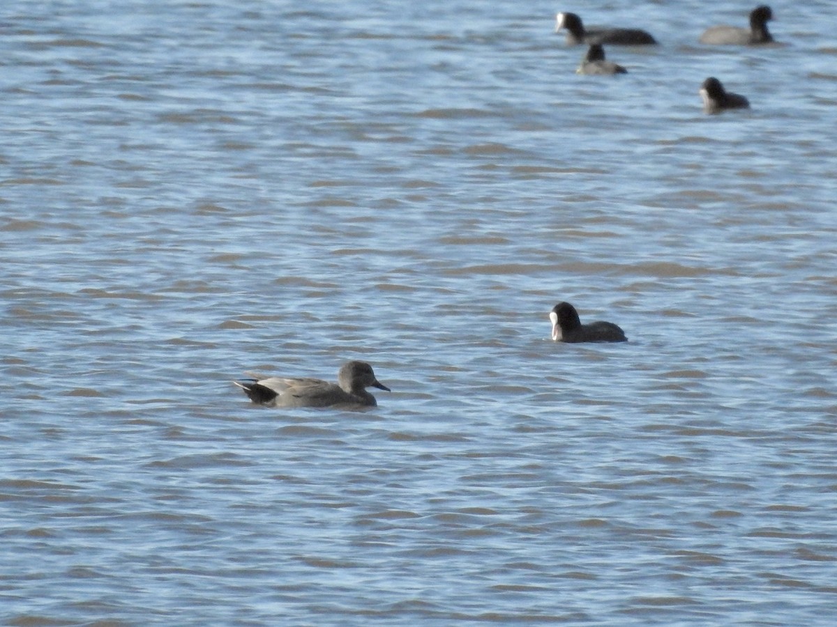 Schnatterente - ML646926248