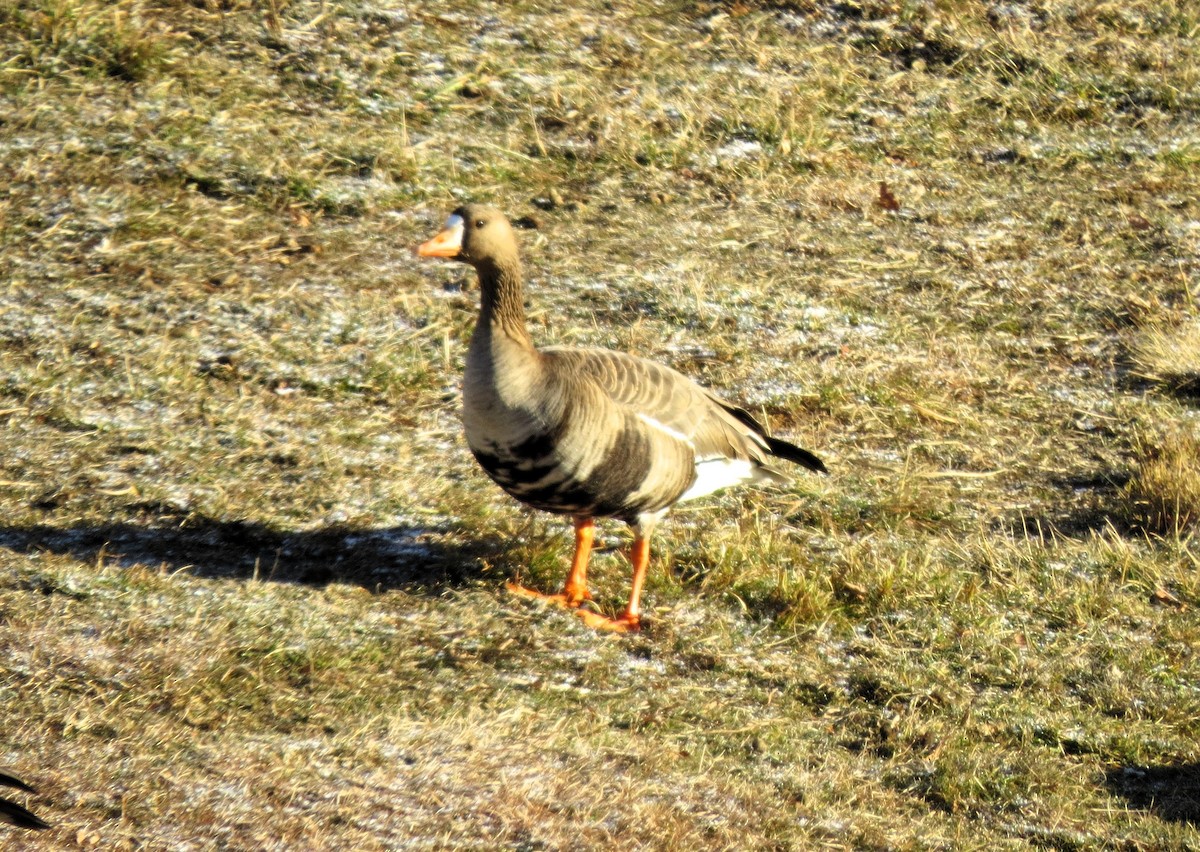 Greater White-fronted Goose - ML646926249