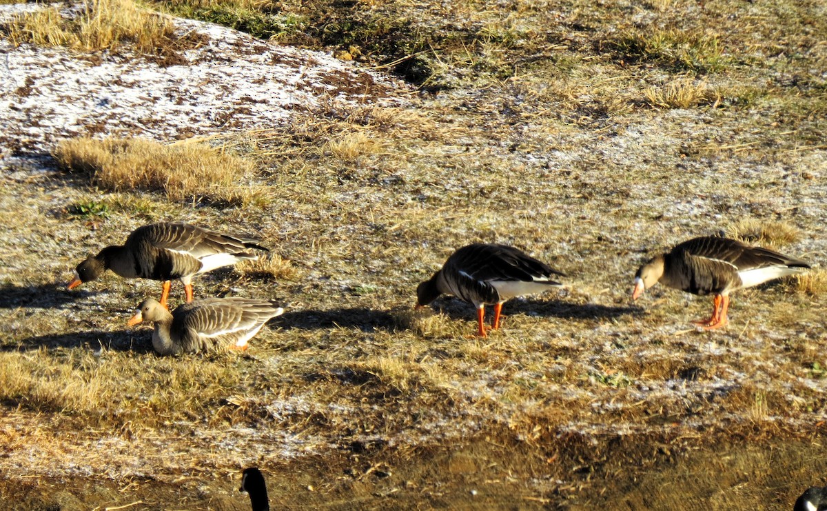 Greater White-fronted Goose - ML646926250